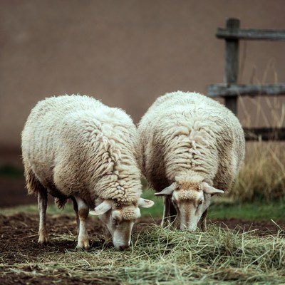 Two sheep grazing near wooden fence