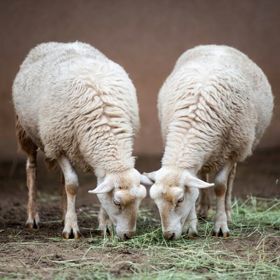Two white sheep eating hay