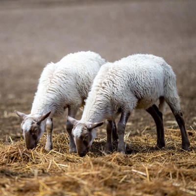 Two lambs eating hay