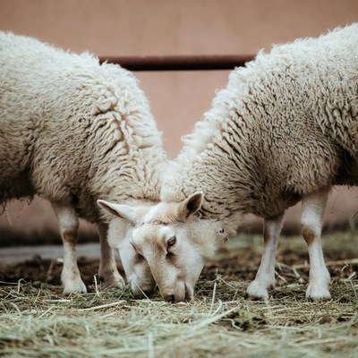 Two fluffy sheep eating hay