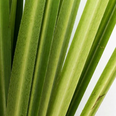 Closeup of green palm leaves