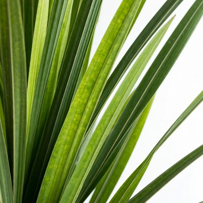 Close-up of variegated green plant leaves