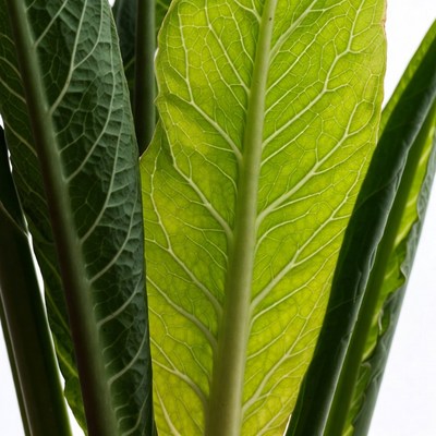 Green Leaf with Prominent Veins