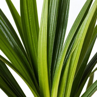Green Areca Palm Leaves