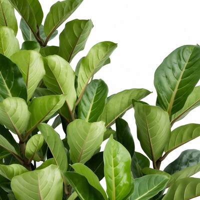 Rubber Plant Leaves on White Background