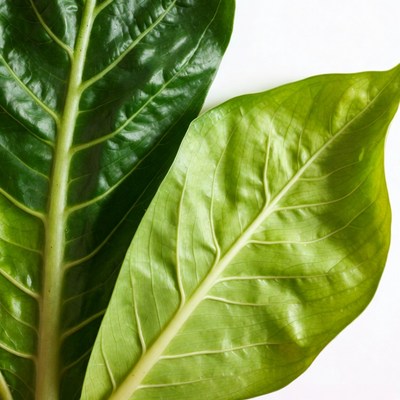 Green Philodendron Leaves on White Background