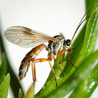 Orange Ichneumon Wasp on Green Leaf
