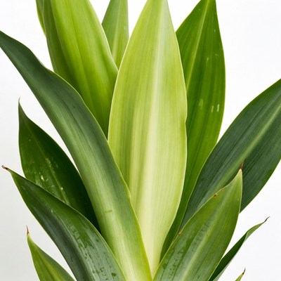 Variegated Dracaena Plant Isolated