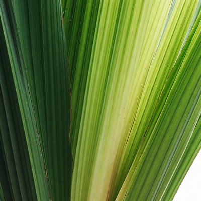 Variegated Green Palm Leaves Closeup