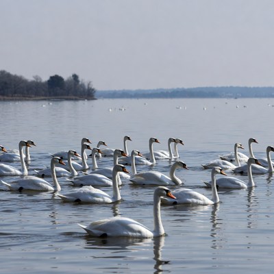 Swans swimming in lake