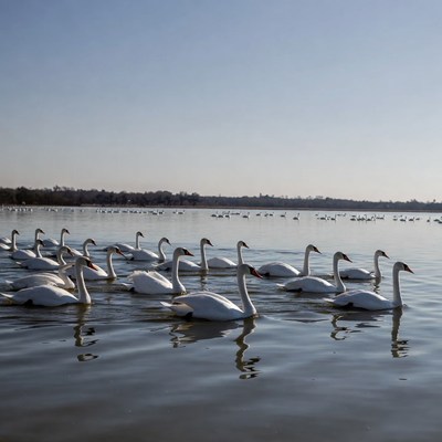 Group of white swans swimming in lake