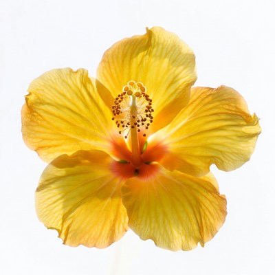 Yellow Hibiscus Flower
