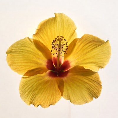 Yellow Hibiscus Flower