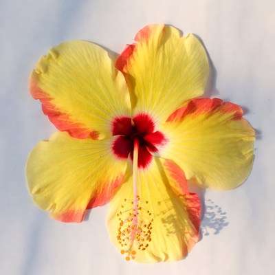 Yellow Hibiscus Flower on White
