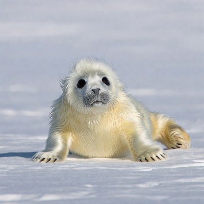 Baby harp seal on snow