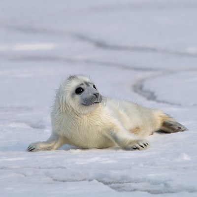 Baby harp seal on snow