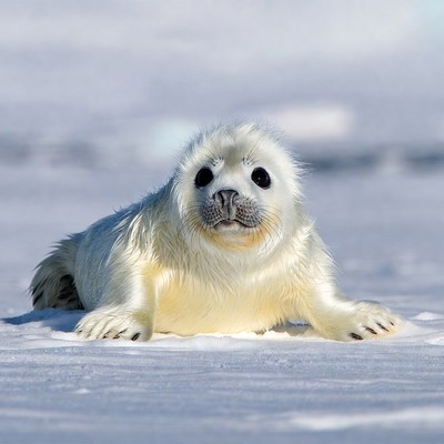 Baby harp seal on snow