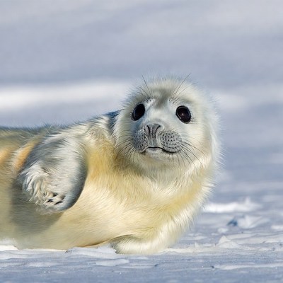 Baby harp seal on snow
