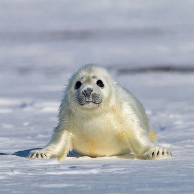 Baby harp seal on snow