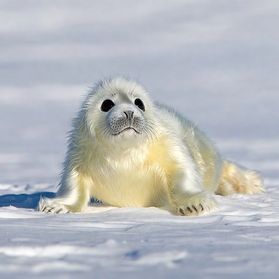 Baby harp seal on snow
