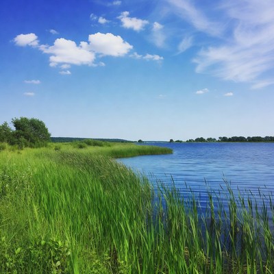 Reeds by serene blue lake