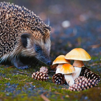 Hedgehog sniffing orange mushrooms