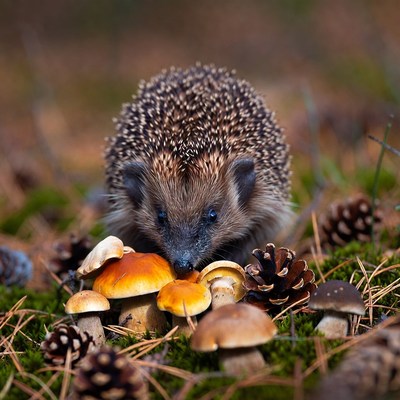 Hedgehog eating mushrooms
