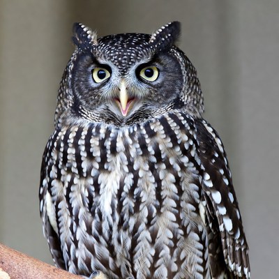 Spotted Eagle Owl on perch