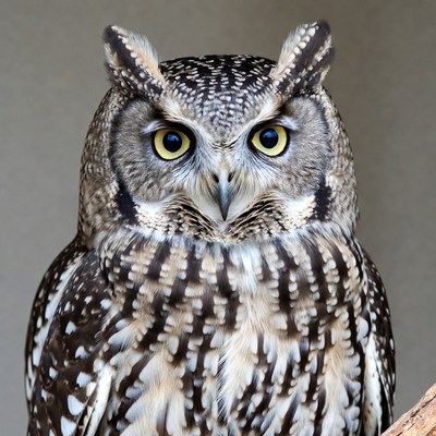 Close-up of spotted owl