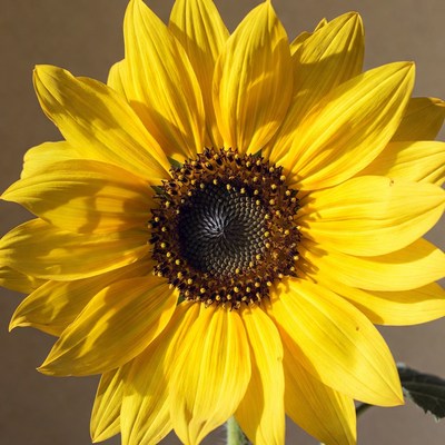 Close-up yellow sunflower