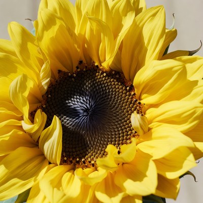Close-up yellow sunflower