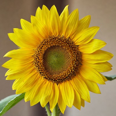 Close-up of vibrant sunflower