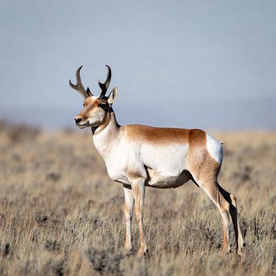 Pronghorn antelope standing in grassland