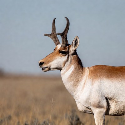 Pronghorn antelope standing in grass