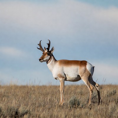 Pronghorn Antelope Standing in Grassland