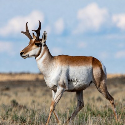 Pronghorn Antelope Standing in Grassland