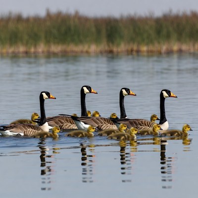 Canada Geese Family Swimming with Goslings
