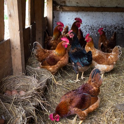 Chickens in wooden coop with nest