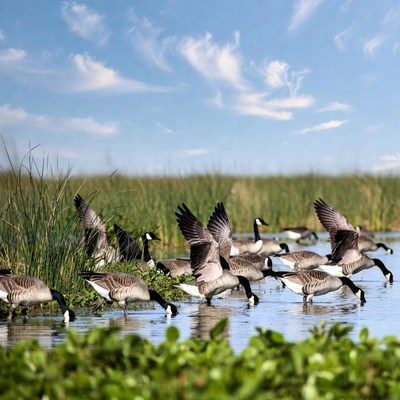 Canada Geese Feeding in Marsh
