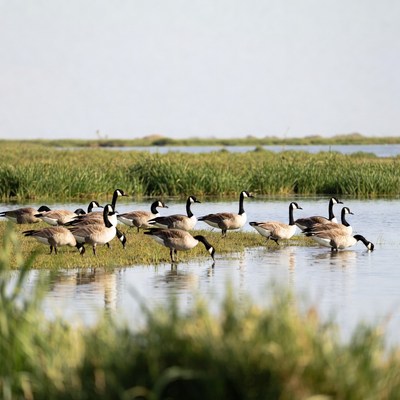 Flock of Canada Geese in Marsh