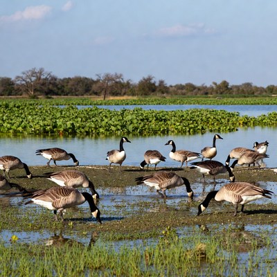 Canada Geese Foraging in Wetland