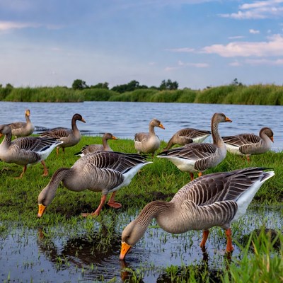 Flock of Geese by Lakeside