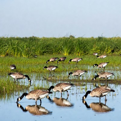 Canada Geese Foraging in Marsh