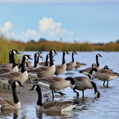 Canada Geese Flock by Lake