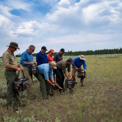 Men handling dogs in grassland field