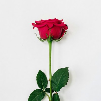 Red Rose on White Background