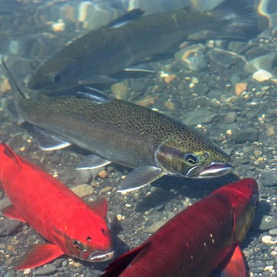Rainbow Trout and Sockeye Salmon Underwater