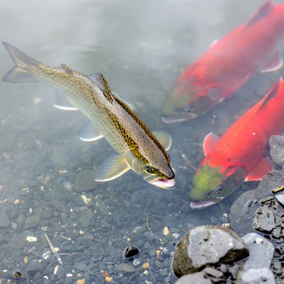 Rainbow Trout and Sockeye Salmon Swimming