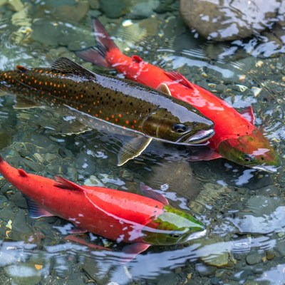 Rainbow Trout and Sockeye Salmon in Stream