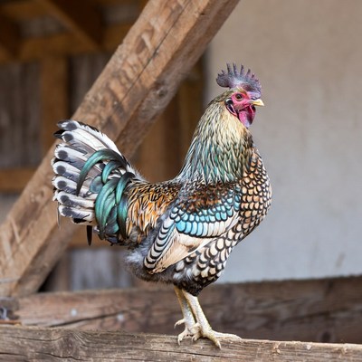 Colorful Rooster Standing in Barn